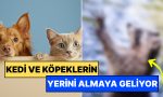 kedi-ve-kopeklerin-pabucu-dama-atilabilir-evcillesmeye-baslayan-bu-hayvana-ilgi-buyuk-8HCLvji6.jpg