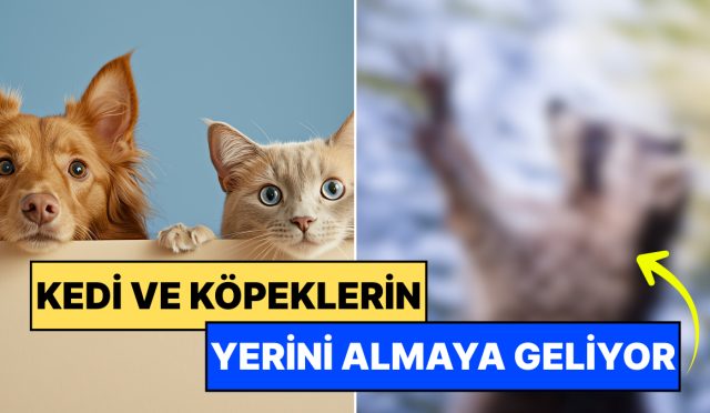 kedi-ve-kopeklerin-pabucu-dama-atilabilir-evcillesmeye-baslayan-bu-hayvana-ilgi-buyuk-8HCLvji6.jpg