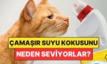 kediler-camasir-suyu-kokusunu-neden-sever-zSFapdgR.jpg