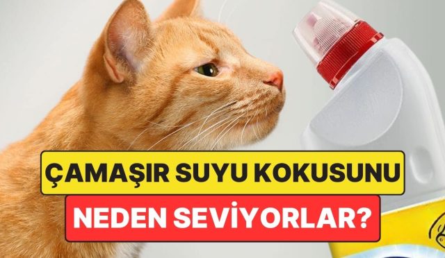 kediler-camasir-suyu-kokusunu-neden-sever-zSFapdgR.jpg