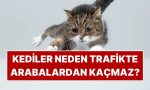 kediler-neden-akan-trafikte-otomobillerden-kacmaz-2pw3ED2q.jpg