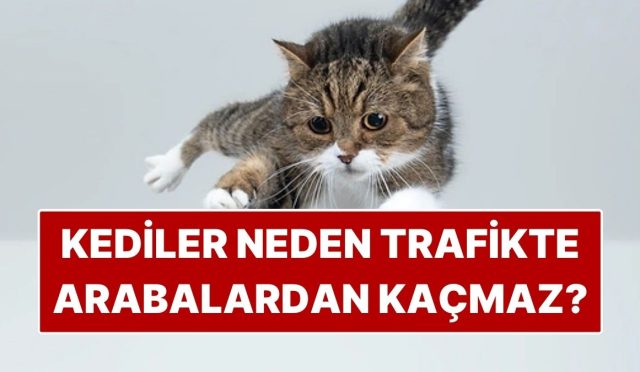 kediler-neden-akan-trafikte-otomobillerden-kacmaz-2pw3ED2q.jpg
