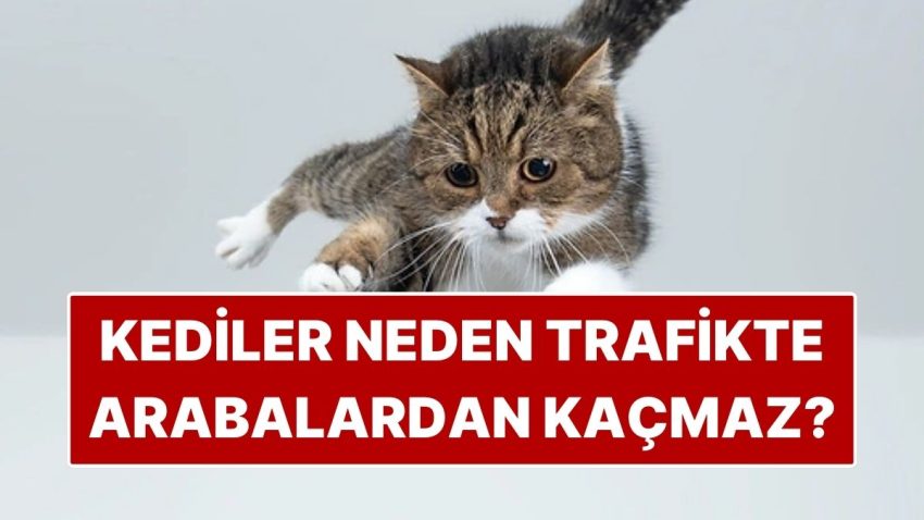 Kediler Neden Akan Trafikte Otomobillerden Kaçmaz?