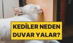 kediler-neden-duvar-yalar-Q9RMtBF3.jpg