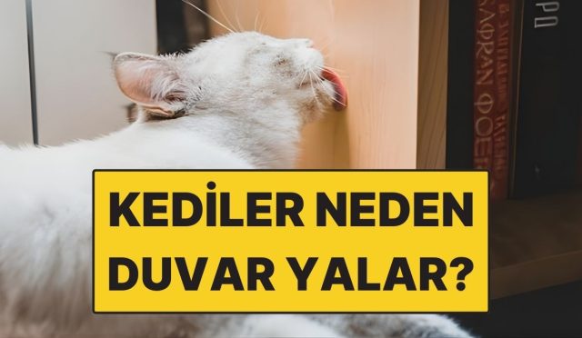 kediler-neden-duvar-yalar-Q9RMtBF3.jpg