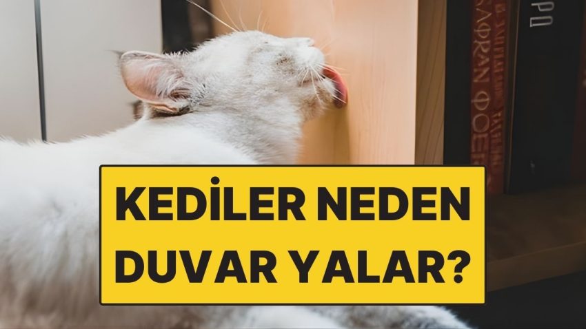 Kediler Neden Duvar Yalar?