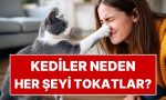 kediler-neden-her-seyi-tokatlar-yahut-devirir-mwCBa55D.jpg