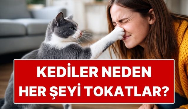 kediler-neden-her-seyi-tokatlar-yahut-devirir-mwCBa55D.jpg
