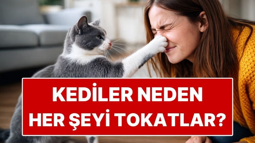 Kediler Neden Her Şeyi Tokatlar yahut Devirir?