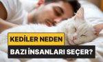 kediler-neden-kimi-insanlari-bilhassa-secer-Lb77g7yR.jpg