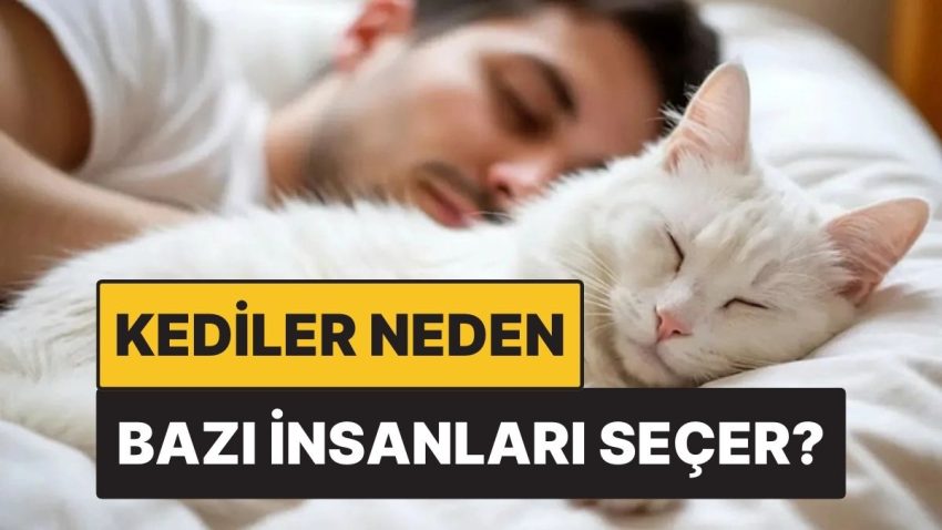 Kediler Neden Kimi İnsanları Bilhassa Seçer?