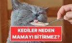 kediler-neden-mamalarini-yarim-birakir-AjeB4Az6.jpg
