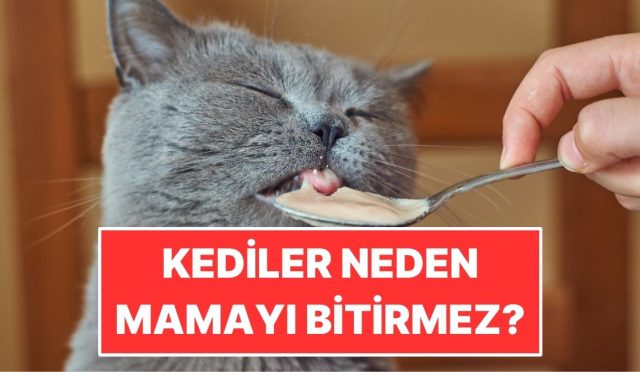 kediler-neden-mamalarini-yarim-birakir-AjeB4Az6.jpg