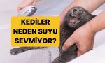 kediler-neden-sudan-nefret-eder-jt5VsGK2.jpg