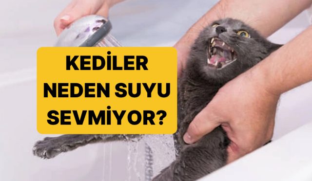 kediler-neden-sudan-nefret-eder-jt5VsGK2.jpg