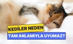 kediler-neden-tam-manasiyla-uyumaz-QU38QzyN.jpg