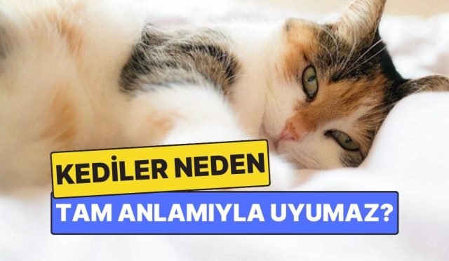 kediler-neden-tam-manasiyla-uyumaz-QU38QzyN.jpg