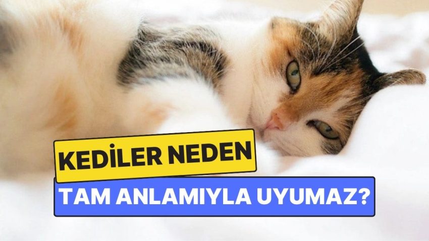 Kediler Neden Tam Manasıyla Uyumaz?