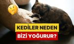 kediler-neden-yogurma-hareketi-yapar-hiiARCIk.jpg