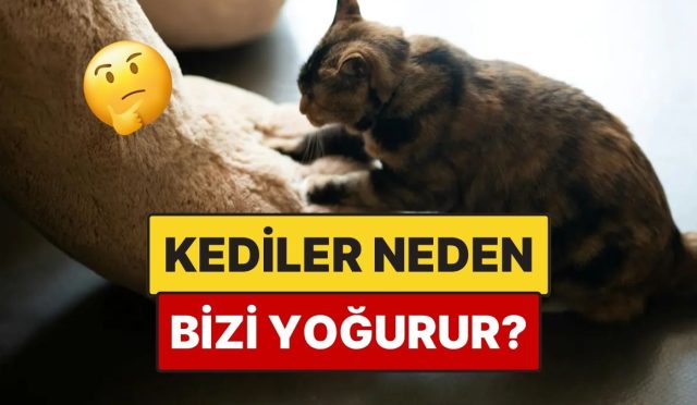 kediler-neden-yogurma-hareketi-yapar-hiiARCIk.jpg