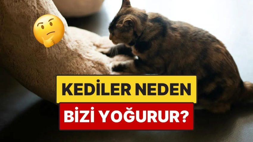 Kediler Neden Yoğurma Hareketi Yapar?