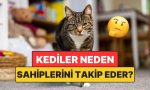 kediler-sahiplerini-neden-her-yerde-takip-eder-VgTYeAfc.jpg