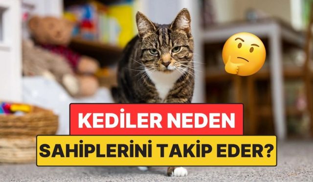 kediler-sahiplerini-neden-her-yerde-takip-eder-VgTYeAfc.jpg