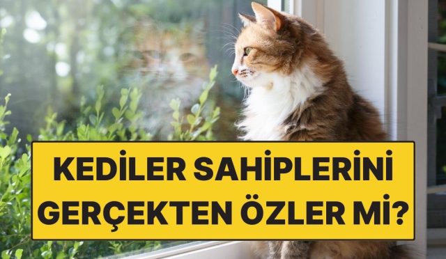 kediler-sahiplerini-nitekim-ozler-mi-karsiligi-yureginizi-burkacak-fr753QYm.jpg