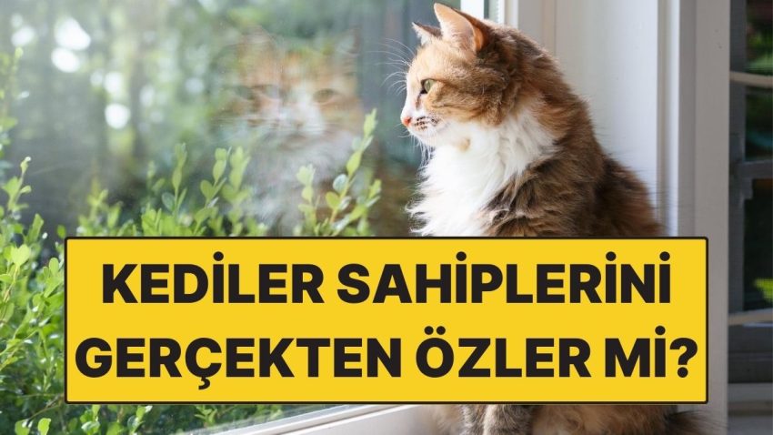 Kediler Sahiplerini Nitekim Özler mi? Karşılığı Yüreğinizi Burkacak