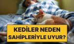kediler-sahipleriyle-neden-tipki-yatakta-uyur-WJgwpL1I.jpg
