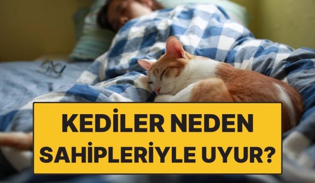 kediler-sahipleriyle-neden-tipki-yatakta-uyur-WJgwpL1I.jpg