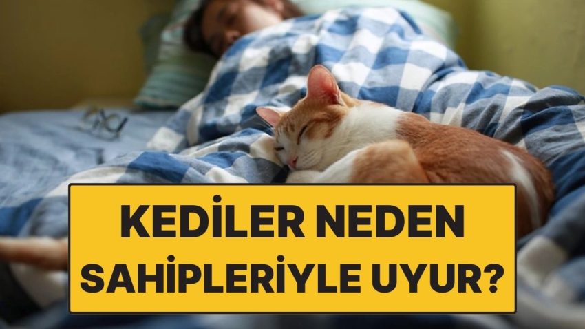 Kediler Sahipleriyle Neden Tıpkı Yatakta Uyur?