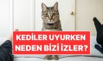 kediler-uyurken-neden-besere-bakar-7l5EhgLk.jpg