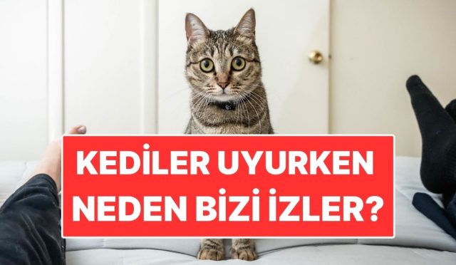 kediler-uyurken-neden-besere-bakar-7l5EhgLk.jpg