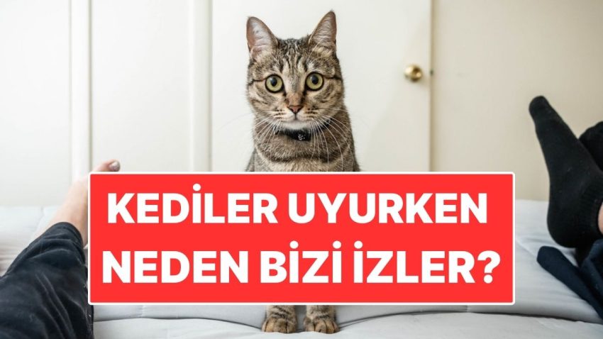 Kediler Uyurken Neden Beşere Bakar?