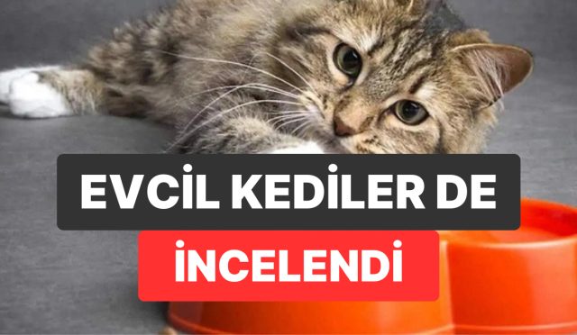 kediler-uzerindeki-kanser-calismalari-insan-tedavilerine-isik-tutuyor-p82urtFQ.jpg