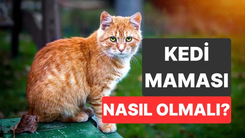 Kedilerin Beslenmesinde Yapılan Bu Kolay Değişiklik Kedi Sıhhatini Etkiliyor