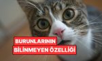 kedilerin-burunlarindaki-desenler-parmak-izi-kadar-essiz-BN13VwP8.jpg