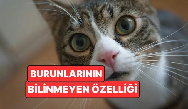 kedilerin-burunlarindaki-desenler-parmak-izi-kadar-essiz-BN13VwP8.jpg