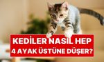 kedilerin-daima-dort-ayak-ustune-dusmelerinin-sirri-ortaya-cikti-INkfuCV4.jpg