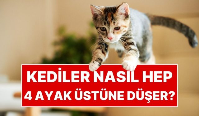 kedilerin-daima-dort-ayak-ustune-dusmelerinin-sirri-ortaya-cikti-INkfuCV4.jpg