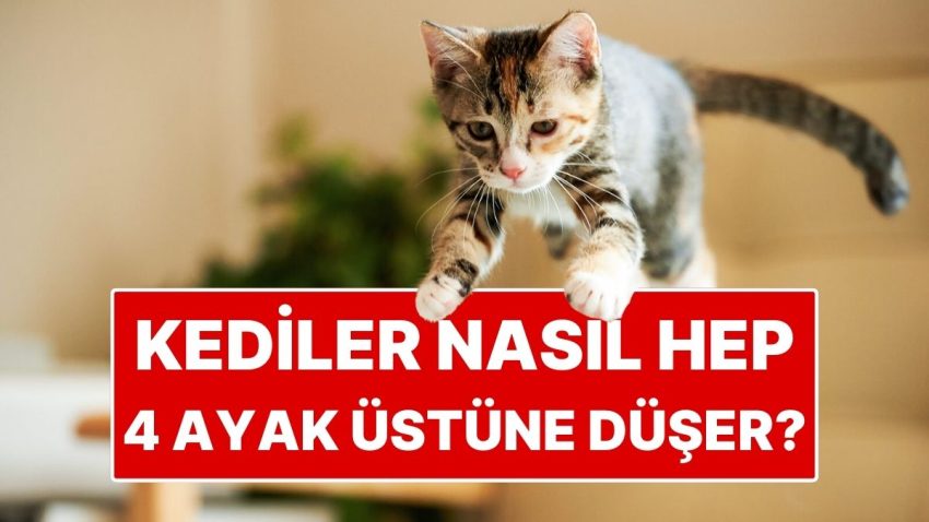 Kedilerin Daima Dört Ayak Üstüne Düşmelerinin Sırrı Ortaya Çıktı