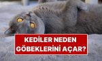 kedilerin-gobek-acmasi-ne-manaya-geliyor-pyfCbcSk.jpg