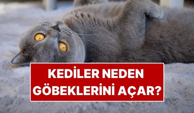 kedilerin-gobek-acmasi-ne-manaya-geliyor-pyfCbcSk.jpg