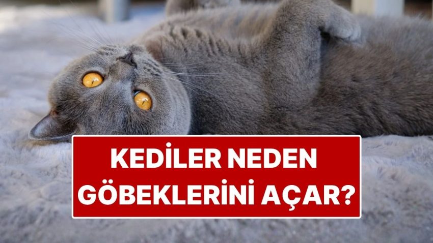 Kedilerin Göbek Açması Ne Manaya Geliyor?