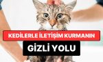kedilerle-irtibat-kurmanin-kapali-yolu-kesfedildi-gOEeAQbJ.jpg