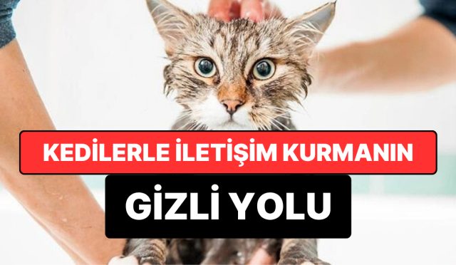 kedilerle-irtibat-kurmanin-kapali-yolu-kesfedildi-gOEeAQbJ.jpg