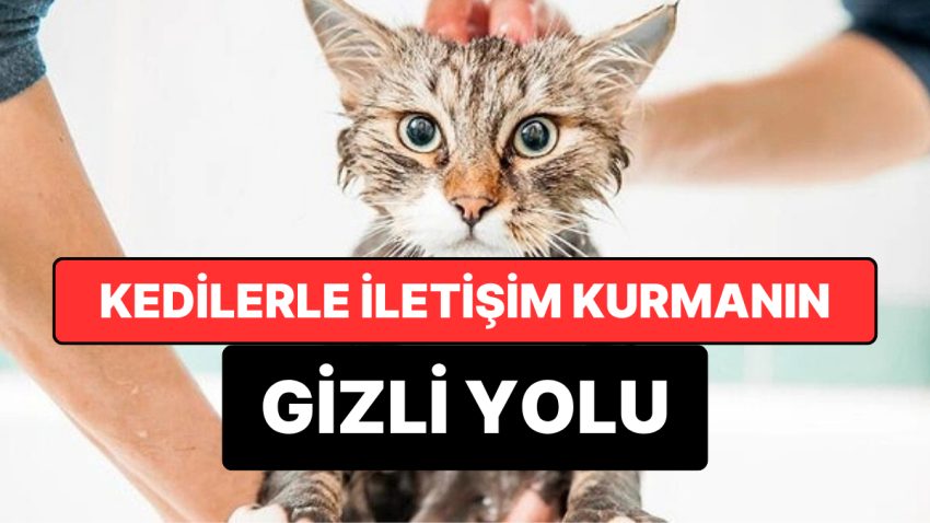 Kedilerle İrtibat Kurmanın Kapalı Yolu Keşfedildi