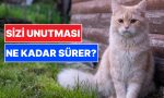 kedimizin-bizi-unutmasi-ne-kadar-surer-dusundugumuz-kadar-nankor-degiller-4wJv9C88.jpg