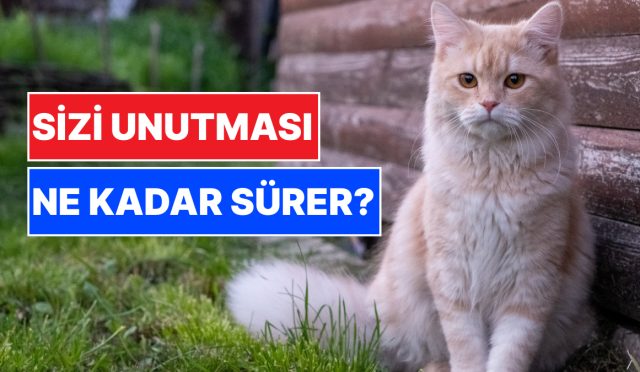 kedimizin-bizi-unutmasi-ne-kadar-surer-dusundugumuz-kadar-nankor-degiller-4wJv9C88.jpg